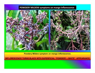 Powdery Mildew symptom on mango inflorescence.
INFLORESCENCE TURNS BLACK WITH SUPERFICIAL “POWDERY – WHITE” APPEARANCE
POWDERY MILDEW symptoms on mango inflorescence
 