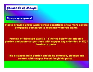 Plants growing under water stress conditions show more severe
symptoms compared to regularly watered plants
Pruning of diseased twigs 2 - 3 inches below the affected
portion and paste cut portions with copper oxy chloride ( 0.3%) /
bordeaux paste.
The diseased bark portion should be removed, cleaned and
treated with copper based fungicide paste. `
Gummosis of Mango
Disease management
 