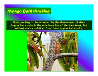 Mango Bark Cracking
Bark cracking is characterized by the development of deep
longitudinal cracks in the main branches of the tree trunk, but
without much exudation, from these longitudinal cracks.
 
