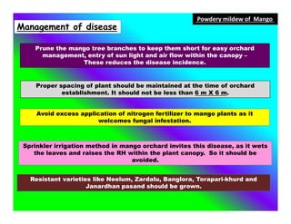 Management of disease
Prune the mango tree branches to keep them short for easy orchard
management, entry of sun light and air flow within the canopy –
These reduces the disease incidence.
Proper spacing of plant should be maintained at the time of orchard
establishment. It should not be less than 6 m X 6 m.
Avoid excess application of nitrogen fertilizer to mango plants as it
welcomes fungal infestation.
Powdery mildew of Mango
Sprinkler irrigation method in mango orchard invites this disease, as it wets
the leaves and raises the RH within the plant canopy. So it should be
avoided.
Resistant varieties like Neelum, Zardalu, Banglora, Torapari-khurd and
Janardhan pasand should be grown.
 