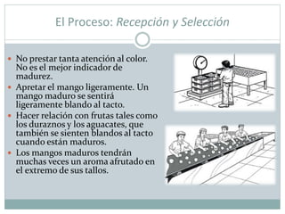 El Proceso: Recepción y Selección
 No prestar tanta atención al color.
No es el mejor indicador de
madurez.
 Apretar el mango ligeramente. Un
mango maduro se sentirá
ligeramente blando al tacto.
 Hacer relación con frutas tales como
los duraznos y los aguacates, que
también se sienten blandos al tacto
cuando están maduros.
 Los mangos maduros tendrán
muchas veces un aroma afrutado en
el extremo de sus tallos.
 