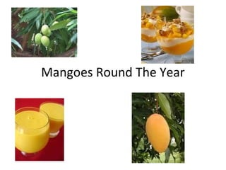Mangoes Round The Year
 
