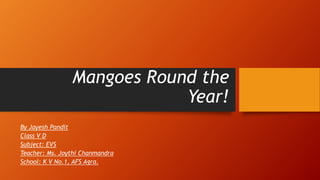 Mangoes Round the
Year!
By Jayesh Pandit
Class V D
Subject: EVS
Teacher: Ms. Joythi Chanmandra
School: K V No.1, AFS Agra.
 