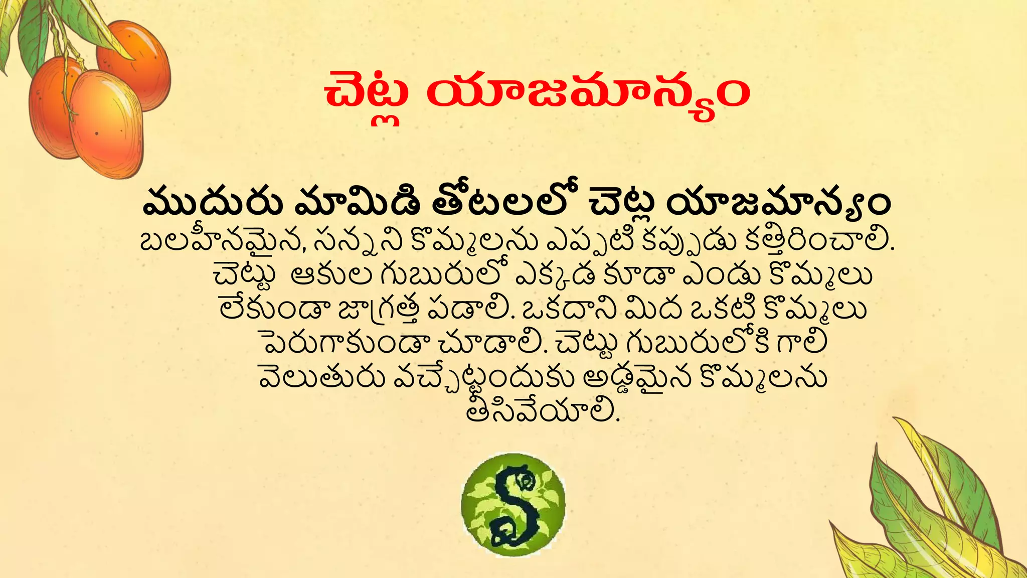 ముదురు మామిడి తోటలలో చెటి యాజ్మానయ ం
బ్లహీనమైన, సనే ని కొమా లన ఎపప ట కపుప డు కతిారించాలి.
చెటుట ఆకుల గుబురులో ఎకు డ్ కూడా ఎండు కొమా లు
లేకుండా ాప్గత్ా పడాలి. ఒకదాని మిద్ ఒకట కొమా లు
పెరుగాకుండా చూడాలి. చెటుట గుబురులోకి గాలి
వెలుతురు వచేి టటంద్ధకు అడ్డమైన కొమా లన
తీసివేయాలి.
చెట
ల యాజమానయం
 