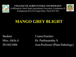 COLLEGE OF AGRICULTURAL TECHNOLOGY
(Affiliated to Tamil Nadu Agricultural University, Coimbatore-3)
Kullapuram (Po),Via Vaigai Dam, Theni-625 562
MANGO GREY BLIGHT
Student: CourseTeacher:
Miss. Akila A Dr. Parthasarathy S
2015021006 Asst.Professor (Plant Pathology)
 