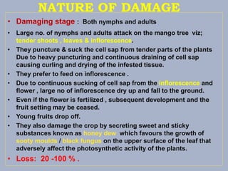 Important Mango Pests | PPT