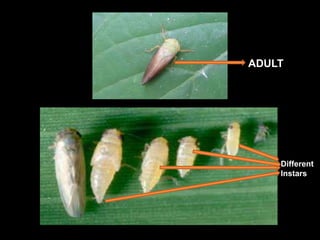 Mango Hopper Control | Management of Mango Hopper – LAEPT
