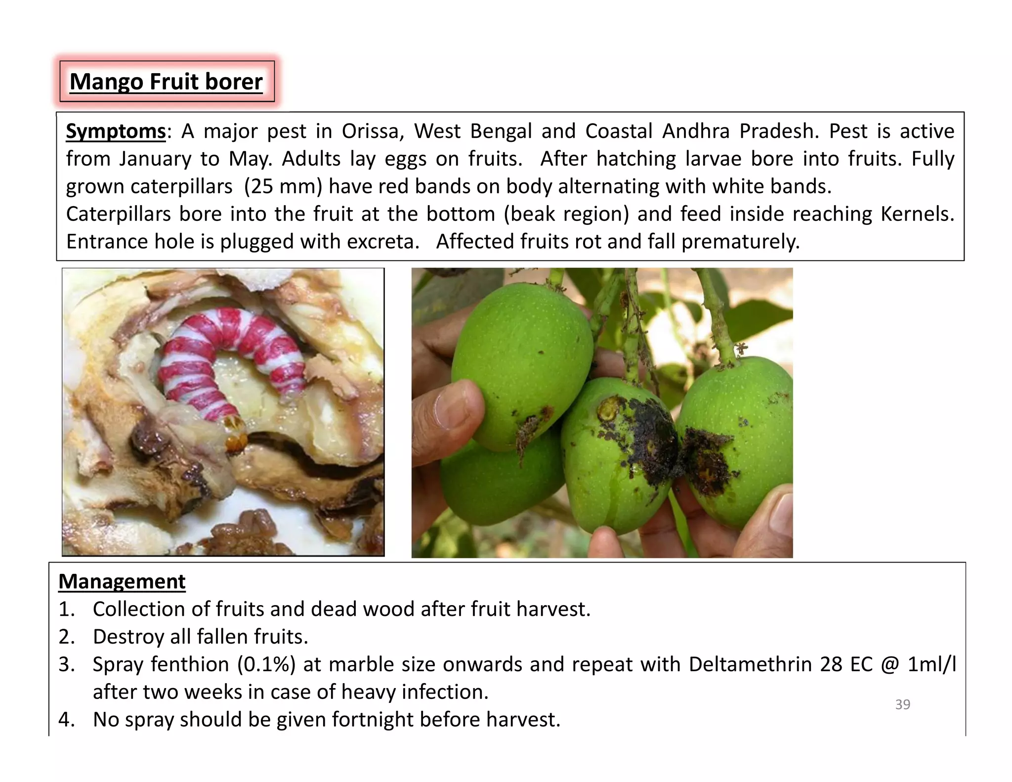 Mango Insect Pests And Their Management Pdf