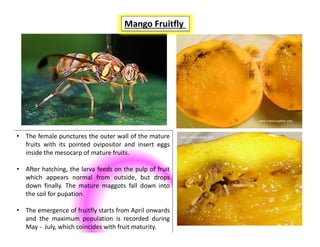 Mango Insect Trap Mango insect pests and their management. | PDF
