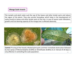 Mango insect pests and their management. | PDF