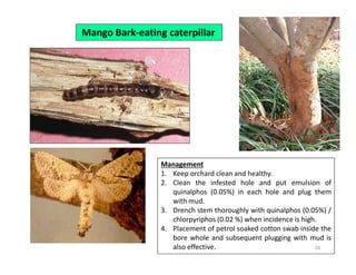 Mango Defoliator Insect Mango insect pests and their management. | PDF