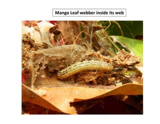 Mango Defoliator Insect Mango insect pests and their management. | PDF