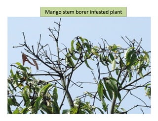 Infested Mango Tree Mango insect pests and their management. | PDF