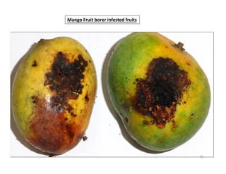 Infested Mango Tree Mango insect pests and their management. | PDF