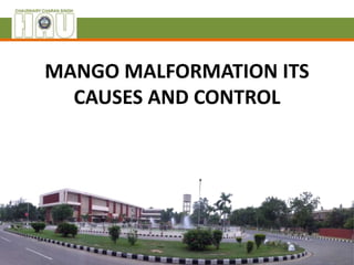 MANGO MALFORMATION ITS
CAUSES AND CONTROL
 
