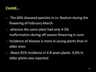 Contd…
o The 60% diseased panicles in cv. Neelum during the
flowering of February-March
o whereas the same plant had only 4-5%
malformation during off season flowering in June
o Incidence of disease is more in young plants than in
older ones
o About 91% incidence in 4-8 years plants 9.6% in
older plants was reported
10
 