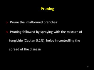 Pruning
o Prune the malformed branches
o Pruning followed by spraying with the mixture of
fungicide (Captan 0.1%), helps in controlling the
spread of the disease
19
 