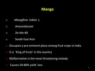 Mango
o Mangifera indica L.
o Anacardaceae
o 2n=4x=40
o South East Asia
o Occupies a pre-eminent place among fruit crops in India
o It is ‘King of fruits’ in the country
o Malformation is the most threatening malady
o Causes 50-80% yield loss
2
 
