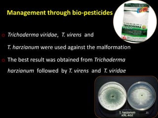 Management through bio-pesticides
o Trichoderma viridae, T. virens and
T. harzianum were used against the malformation
o The best result was obtained from Trichoderma
harzianum followed by T. virens and T. viridae
21
 