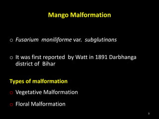Mango Malformation
o Fusarium moniliforme var. subglutinans
o It was first reported by Watt in 1891 Darbhanga
district of Bihar
Types of malformation
o Vegetative Malformation
o Floral Malformation
3
 