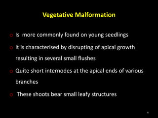 Vegetative Malformation
o Is more commonly found on young seedlings
o It is characterised by disrupting of apical growth
resulting in several small flushes
o Quite short internodes at the apical ends of various
branches
o These shoots bear small leafy structures
4
 