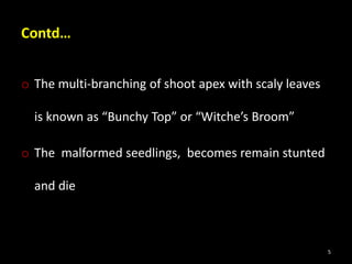 Contd…
o The multi-branching of shoot apex with scaly leaves
is known as “Bunchy Top” or “Witche’s Broom”
o The malformed seedlings, becomes remain stunted
and die
5
 
