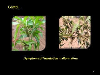 Symptoms of Vegetative malformation
Contd…
6
 