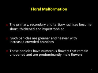 Floral Malformation
o The primary, secondary and tertiary rachises become
short, thickened and hypertrophied
o Such panicles are greener and heavier with
increased crowded branches
o These panicles have numerous flowers that remain
unopened and are predominantly male flowers
7
 