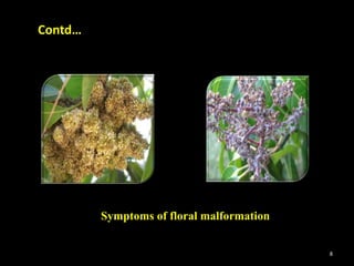 Symptoms of floral malformation
Contd…
8
 