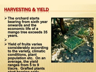 Cultivation practices of mango | PPTX