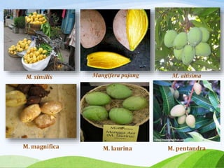M. similis Mangifera pajang M. altisima
M. magnifica M. laurina M. pentandra
 
