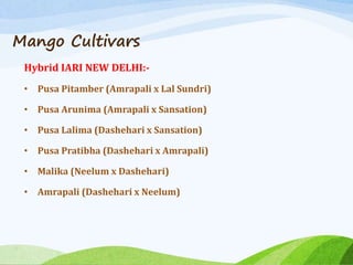 Mango Cultivars
Hybrid IARI NEW DELHI:-
• Pusa Pitamber (Amrapali x Lal Sundri)
• Pusa Arunima (Amrapali x Sansation)
• Pusa Lalima (Dashehari x Sansation)
• Pusa Pratibha (Dashehari x Amrapali)
• Malika (Neelum x Dashehari)
• Amrapali (Dashehari x Neelum)
 