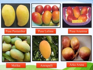 Pusa Peetamber Pusa Lalima Pusa Arunima
Malika Amrapalli Arka Aruna
 