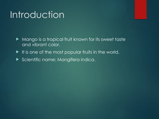 Mango Introduction Mango_Presentation_77.p ptx | PPTX