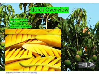 Mango Introduction presentation general knowledge of mango.pptx