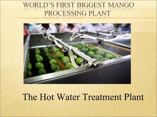 The Hot Water Treatment Plant
 