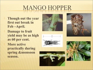  Though out the year
first out break in
Feb –April.
 Damage to fruit
yield may be as high
as 60 per cent.
 More active
practically during
spring &monsoon
season.
 