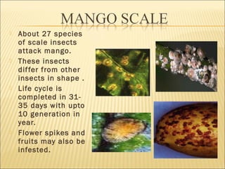  About 27 species
of scale insects
attack mango.
 These insects
differ from other
insects in shape .
 Life cycle is
completed in 31-
35 days with upto
10 generation in
year.
 Flower spikes and
fruits may also be
infested.
 