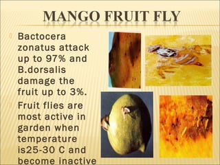  Bactocera
zonatus attack
up to 97% and
B.dorsalis
damage the
fruit up to 3%.
 Fruit flies are
most active in
garden when
temperature
is25-30 C and
become inactive
 