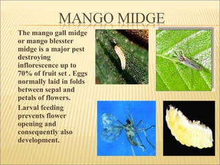  The mango gall midge
or mango blesster
midge is a major pest
destroying
inflorescence up to
70% of fruit set . Eggs
normally laid in folds
between sepal and
petals of flowers.
 Larval feeding
prevents flower
opening and
consequently also
development.
 