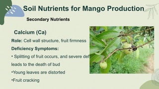 CLIMATE, SOIL AND NUTRIENTS FOR MANGO PRODUCTION IN BANGLADESH .pptx