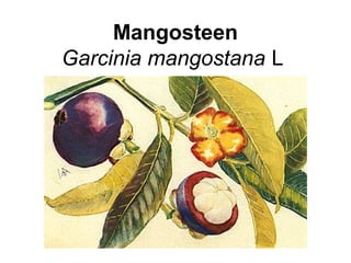Mangosteen 
Garcinia mangostana L 
 