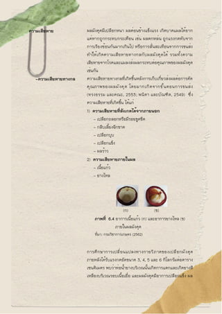 ความเสียหาย ผลมังคุดมีเปลือกหนา ผลค่อนข้างแข็งแรง เกิดบาดแผลได้ยาก
แต่หากถูกกระทบกระเทือน เช่น ผลตกหล่น ถูกแรงกดทับจาก
การ...