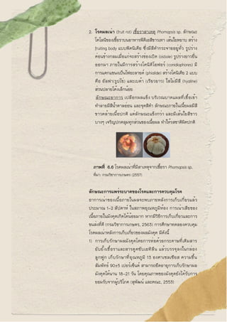 2. โรคผลเน่า (fruit rot) เชื้อราสาเหตุ Phomopsis sp. ลักษณะ
โคโลนีของเชื้อราบนอาหารพีดีเอสีขาวเทา เส้นใยหยาบ สร้าง
fruitin...