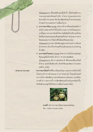 ลักษณะอาการ เนื้อผลมีลักษณะใสฉ่ำน้ำ เนื้อมังคุดมีความ
กรอบและรสชาติค่อยข้างจืด ถ้าอาการรุนแรงสามารถ
สังเกตได้จากภายนอก คือ...