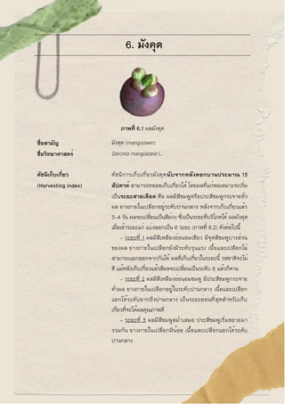 6. มังคุด
ภาพที่ 6.1 ผลมังคุด
ชื่อสามัญ มังคุด (mangosteen)
ชื่อวิทยาศาสตร์ Garcinia mangostana L.
ดัชนีเก็บเกี่ยว
(Harves...