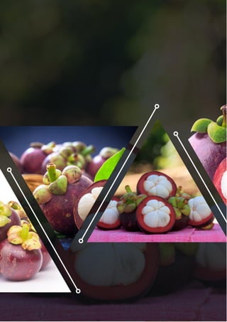 ข้อมูลการจัดการหลังการเก็บเกี่ยวผลมังคุด