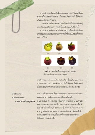 - ระยะที่ 4 ผลสีแดงหรือน้ำตาลอมแดง บางครั้งมีแต้มสีม่วง
ยางภายในเปลือกมีน้อยมาก เนื้อและเปลือกแยกกันได้ดีมาก
เป็นระยะเกือบ...