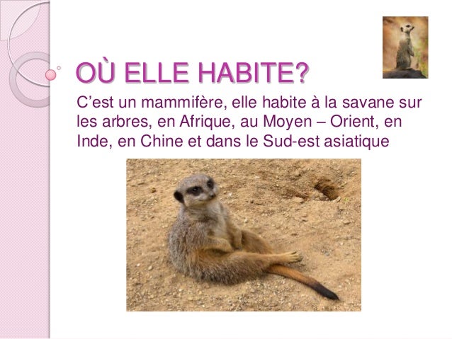 Animaux En Voie De Disparition La Mangouste Animaux En Voie De Disparition La Mangouste