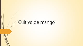 Cultivo de mango
 